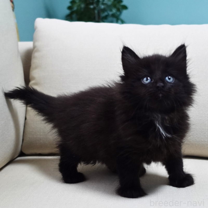 販売中の神奈川県のノルウェージャンフォレストキャット-131987の3枚目