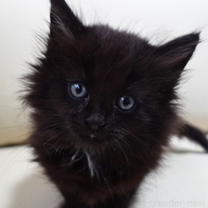 販売中の神奈川県のノルウェージャンフォレストキャット-131987の2枚目