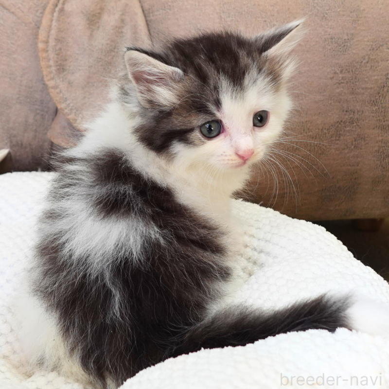 販売中の神奈川県のノルウェージャンフォレストキャット-131988の12枚目