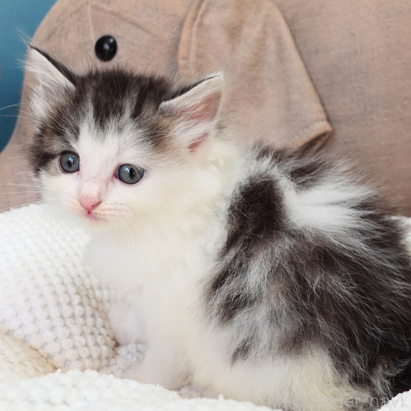 販売中の神奈川県のノルウェージャンフォレストキャット-131988の11枚目