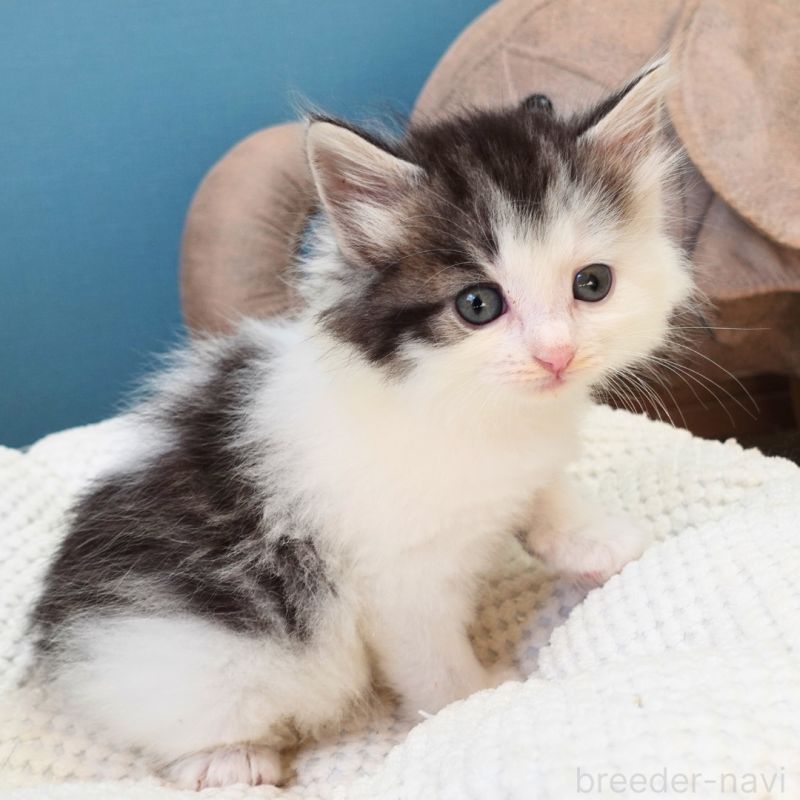 販売中の神奈川県のノルウェージャンフォレストキャット-131988の10枚目