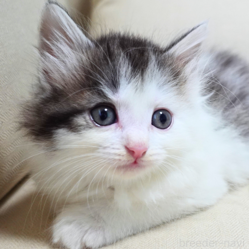 販売中の神奈川県のノルウェージャンフォレストキャット-131988の6枚目