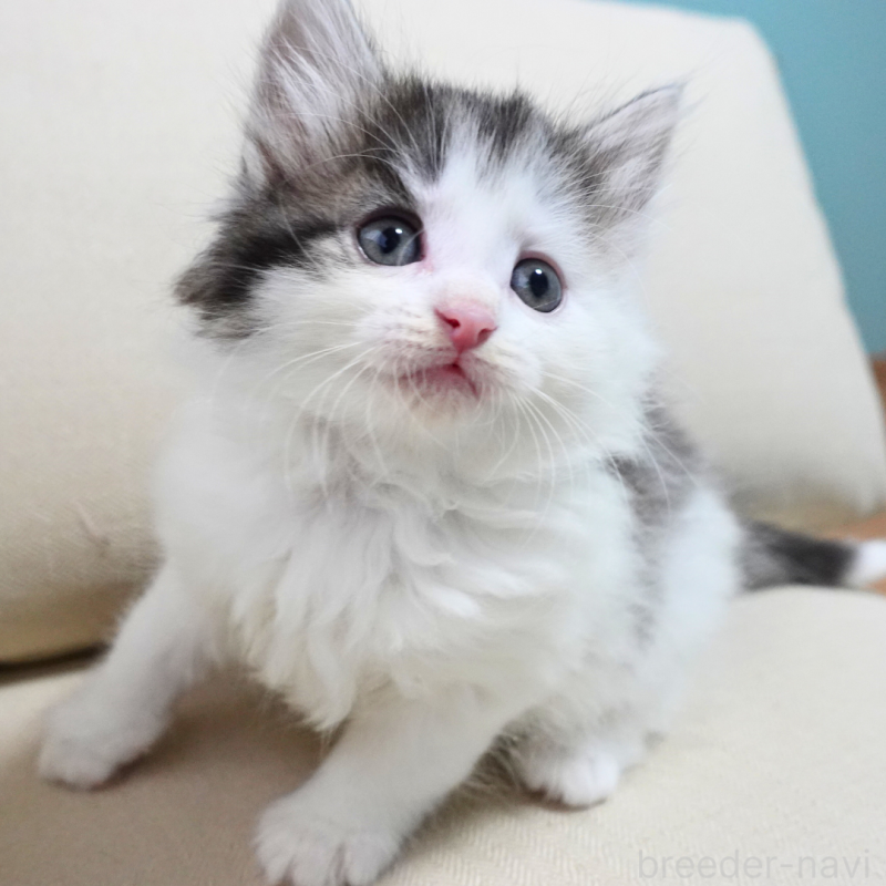 販売中の神奈川県のノルウェージャンフォレストキャット-131988の5枚目