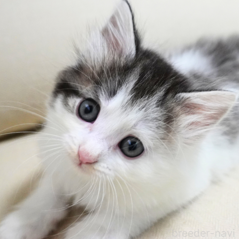 販売中の神奈川県のノルウェージャンフォレストキャット-131988の4枚目