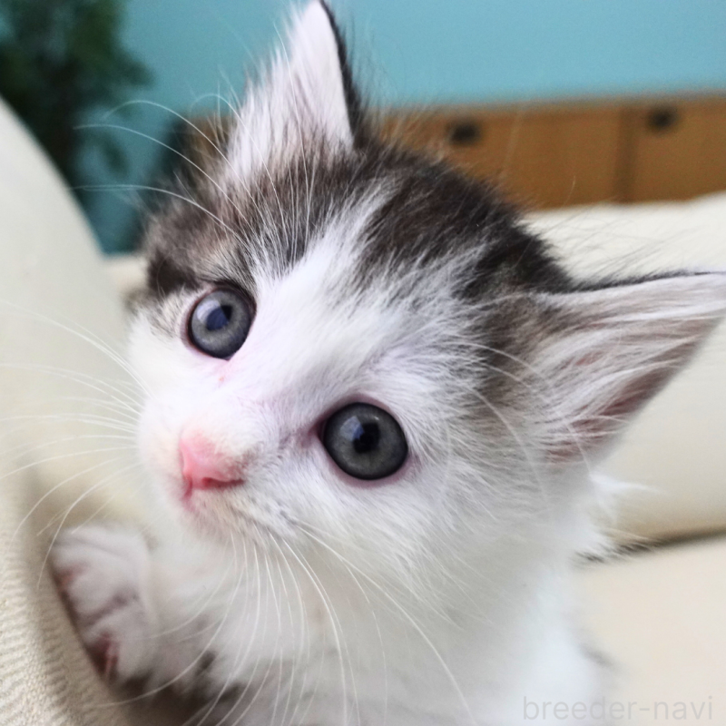 販売中の神奈川県のノルウェージャンフォレストキャット-131988の2枚目