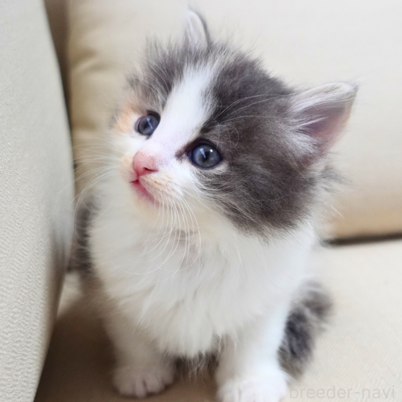 販売中の神奈川県のノルウェージャンフォレストキャット-131989の14枚目