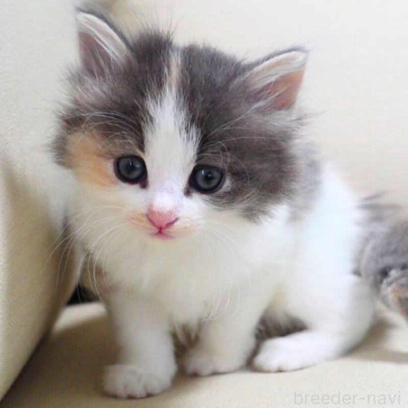 販売中の神奈川県のノルウェージャンフォレストキャット-131989の13枚目