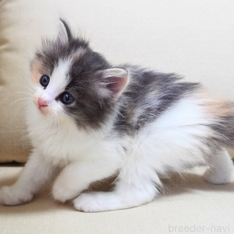 販売中の神奈川県のノルウェージャンフォレストキャット-131989の12枚目