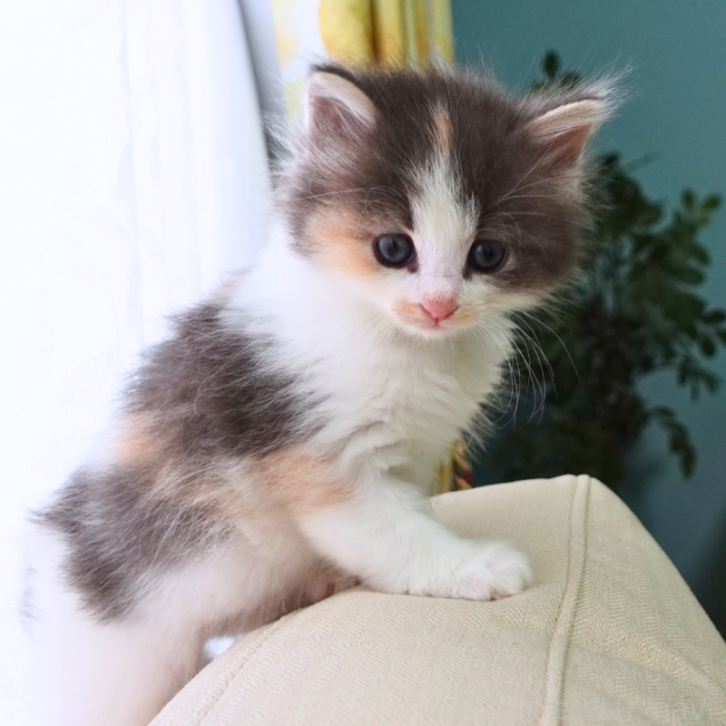 販売中の神奈川県のノルウェージャンフォレストキャット-131989の10枚目