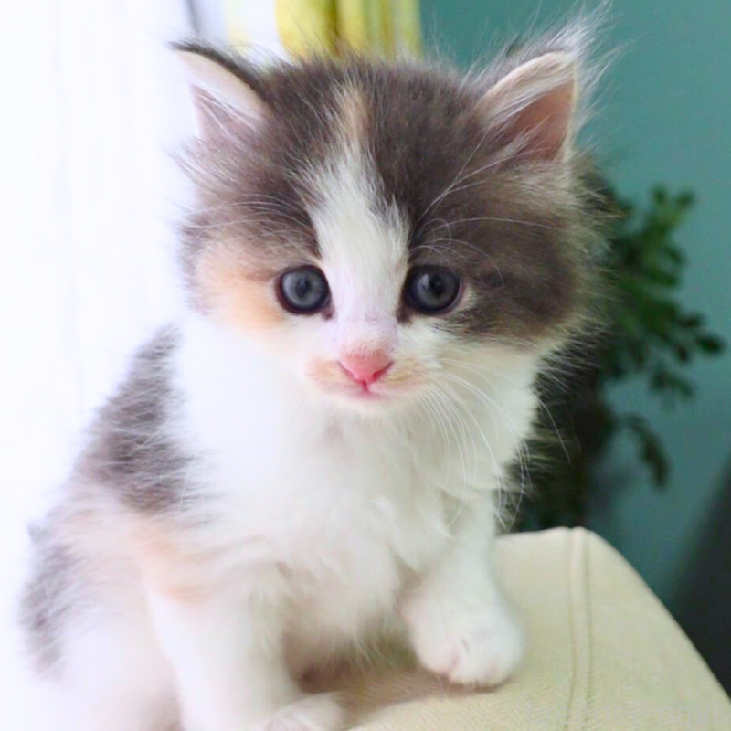 販売中の神奈川県のノルウェージャンフォレストキャット-131989の9枚目