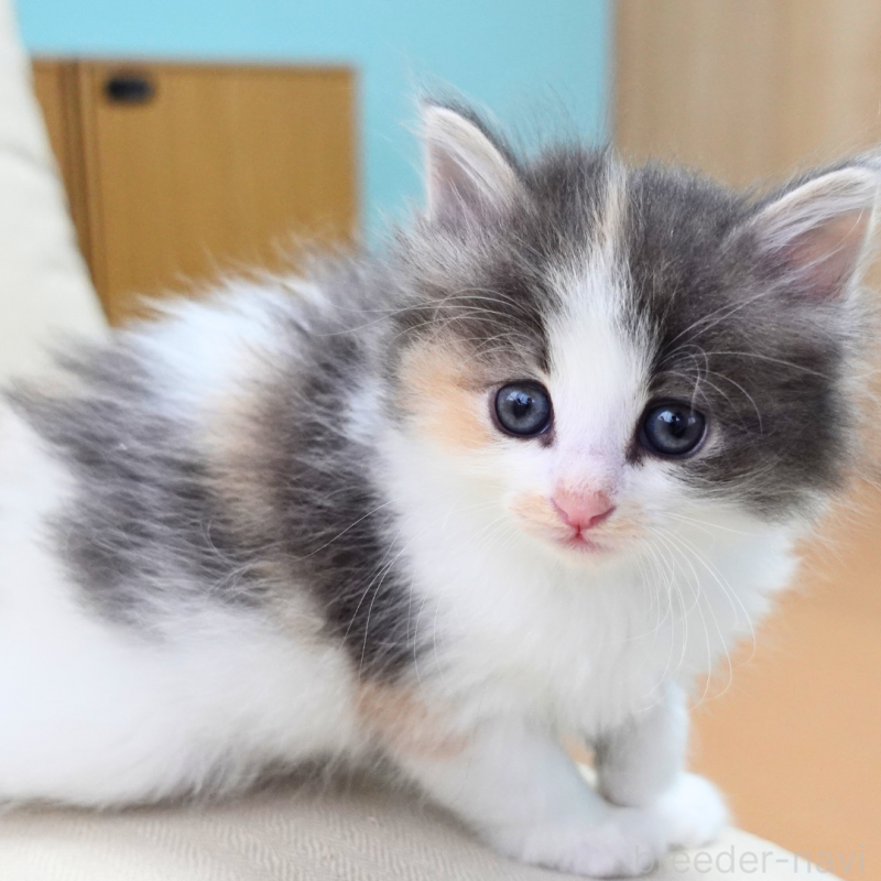 販売中の神奈川県のノルウェージャンフォレストキャット-131989の8枚目