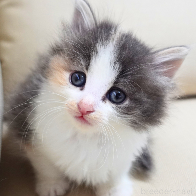 販売中の神奈川県のノルウェージャンフォレストキャット-131989の7枚目