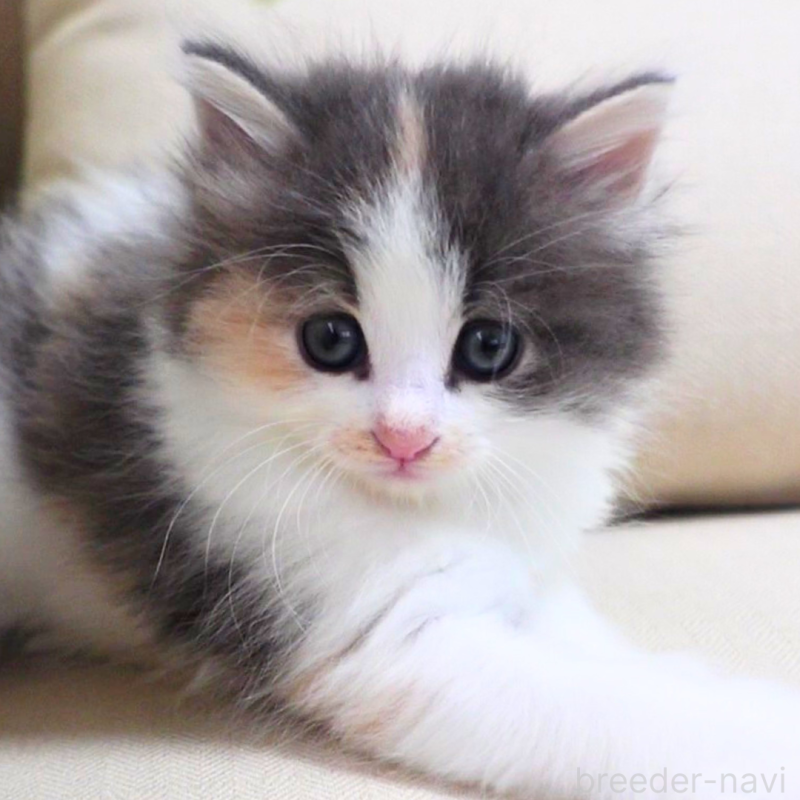 販売中の神奈川県のノルウェージャンフォレストキャット-131989の6枚目