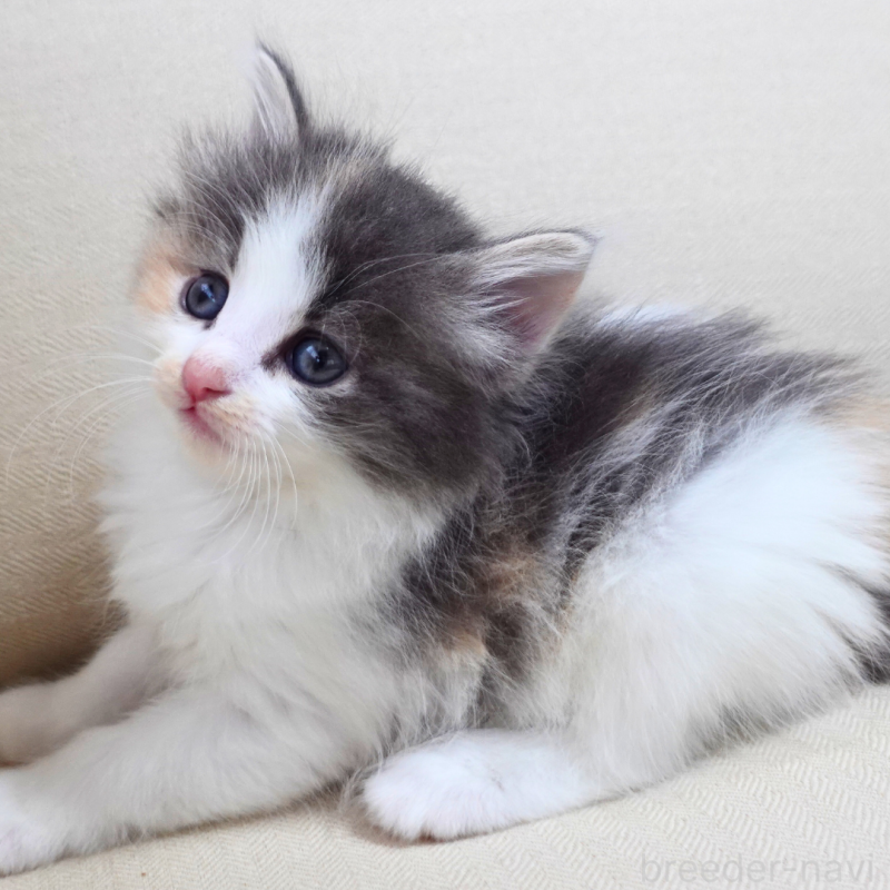 販売中の神奈川県のノルウェージャンフォレストキャット-131989の5枚目