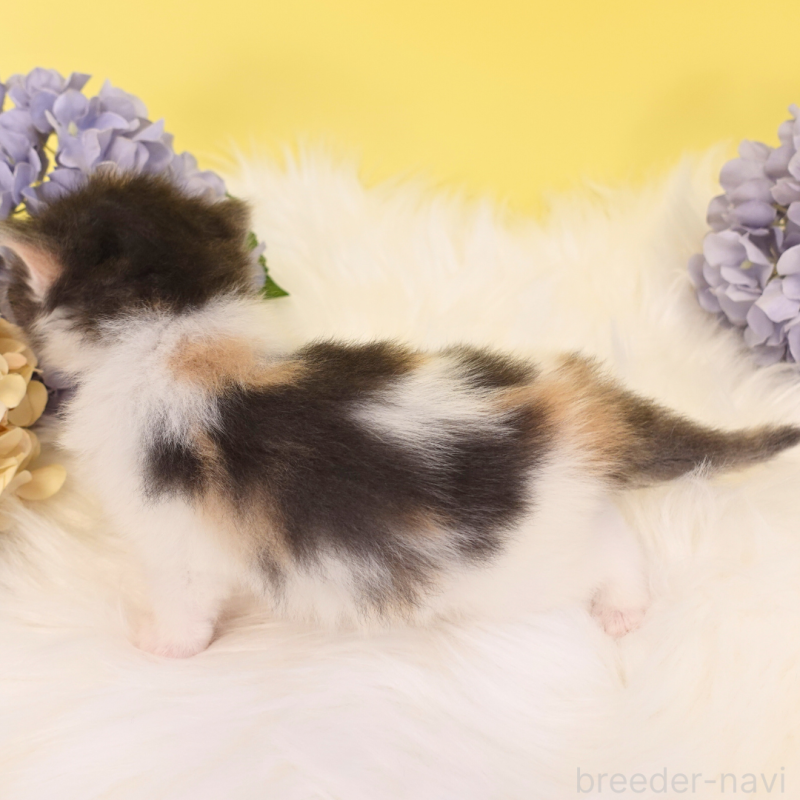 販売中の神奈川県のノルウェージャンフォレストキャット-131989の3枚目