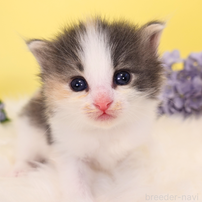 販売中の神奈川県のノルウェージャンフォレストキャット-131989の2枚目