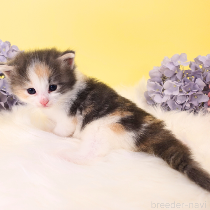 販売中の神奈川県のノルウェージャンフォレストキャット-131990の15枚目