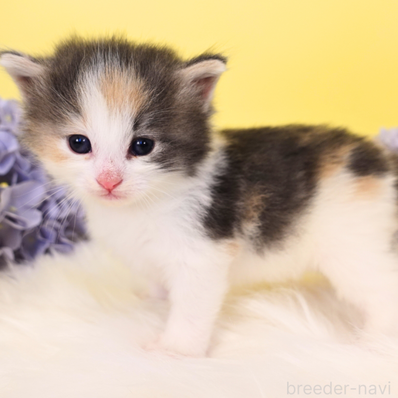 販売中の神奈川県のノルウェージャンフォレストキャット-131990の14枚目