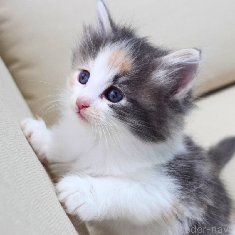 販売中の神奈川県のノルウェージャンフォレストキャット-131990の13枚目