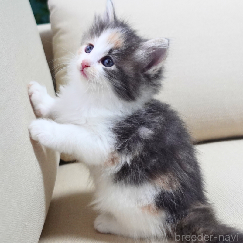 販売中の神奈川県のノルウェージャンフォレストキャット-131990の12枚目