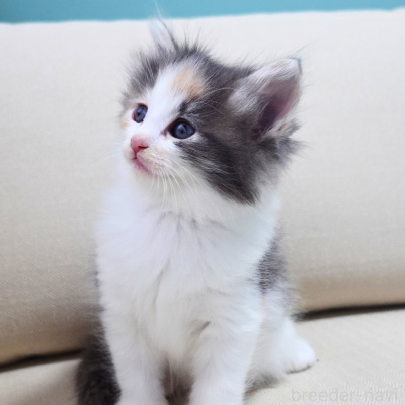 販売中の神奈川県のノルウェージャンフォレストキャット-131990の11枚目