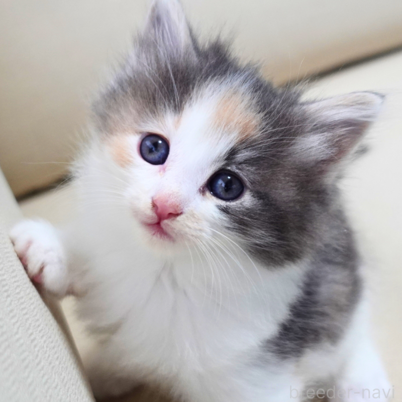 販売中の神奈川県のノルウェージャンフォレストキャット-131990の10枚目