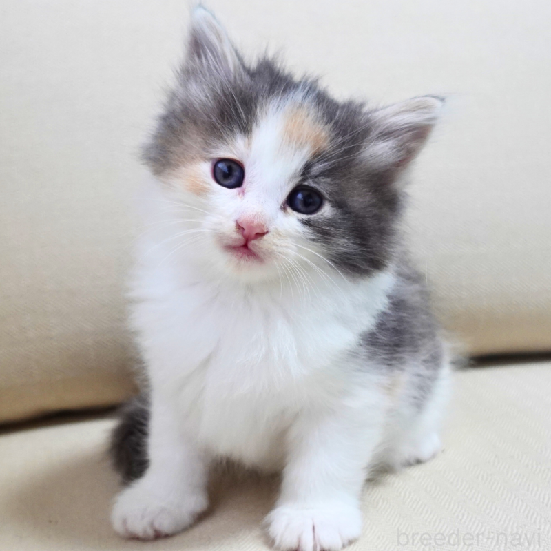 販売中の神奈川県のノルウェージャンフォレストキャット-131990の9枚目