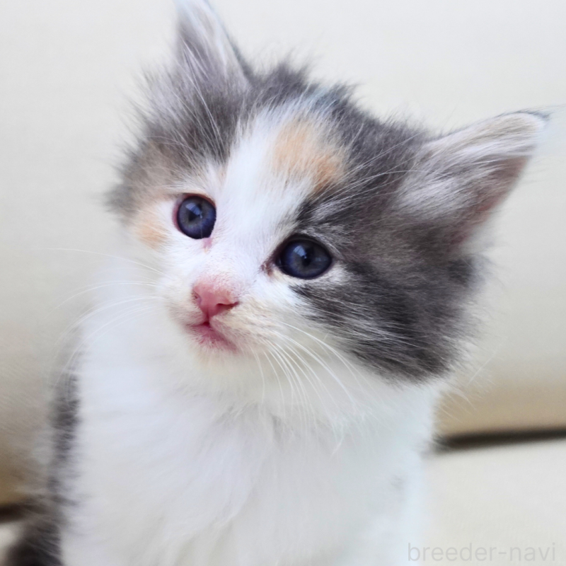 販売中の神奈川県のノルウェージャンフォレストキャット-131990の8枚目