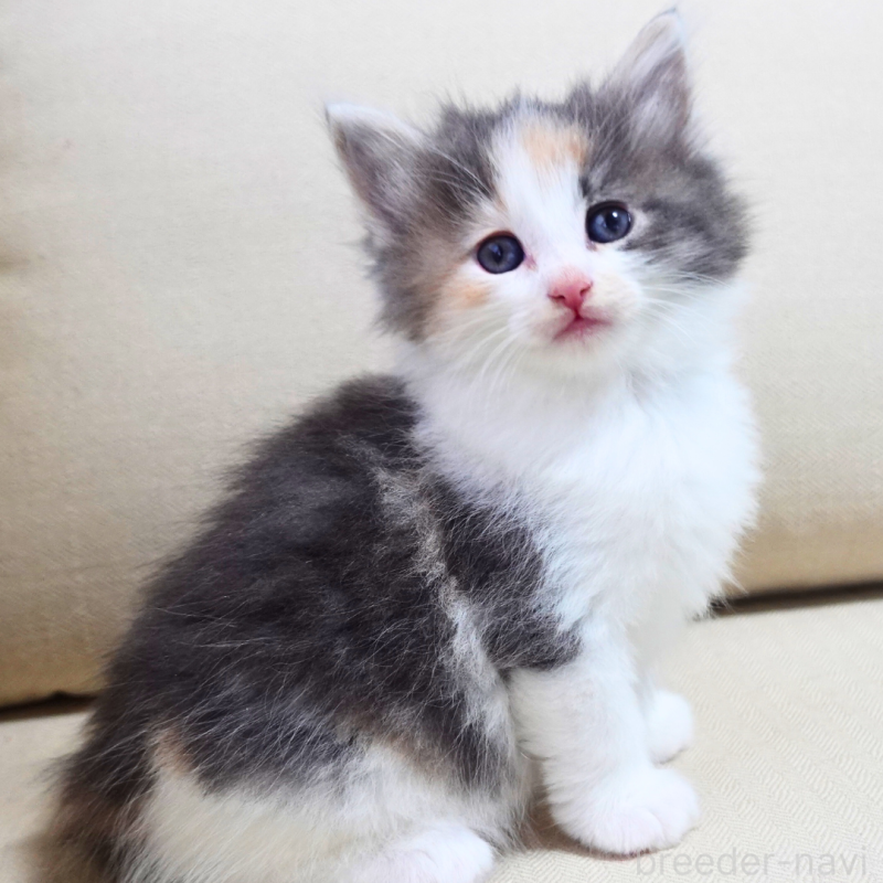 販売中の神奈川県のノルウェージャンフォレストキャット-131990の7枚目