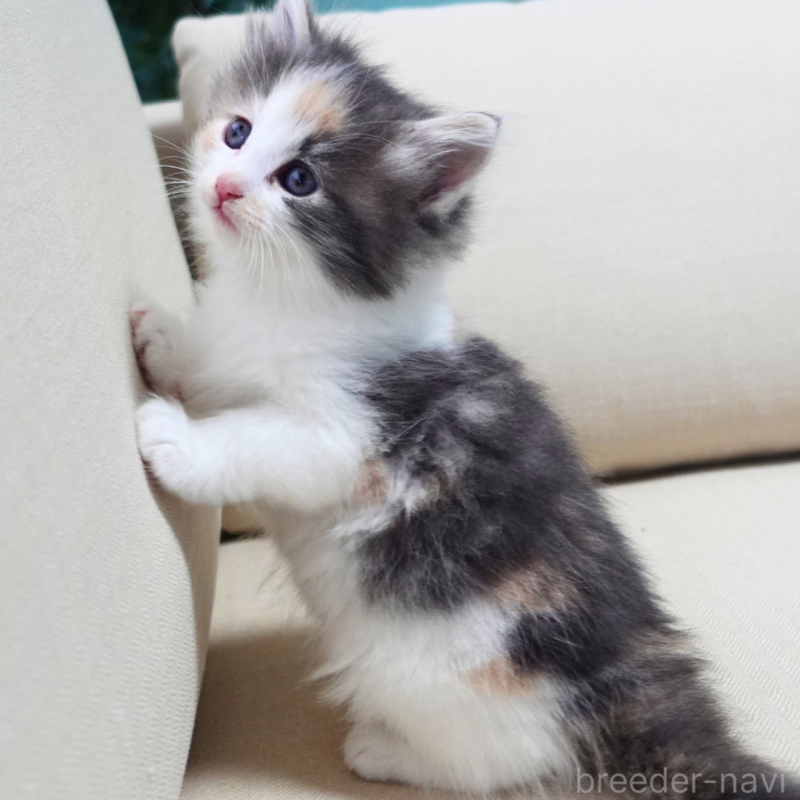 販売中の神奈川県のノルウェージャンフォレストキャット-131990の6枚目