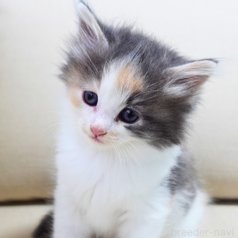 販売中の神奈川県のノルウェージャンフォレストキャット-131990の5枚目