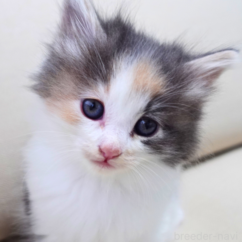 販売中の神奈川県のノルウェージャンフォレストキャット-131990の4枚目