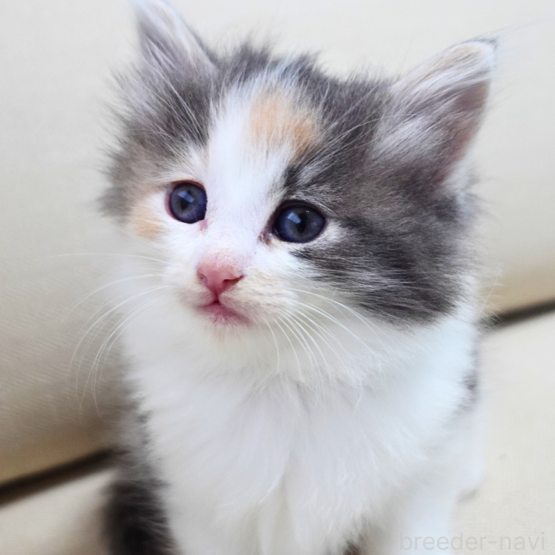 販売中の神奈川県のノルウェージャンフォレストキャット-131990の3枚目