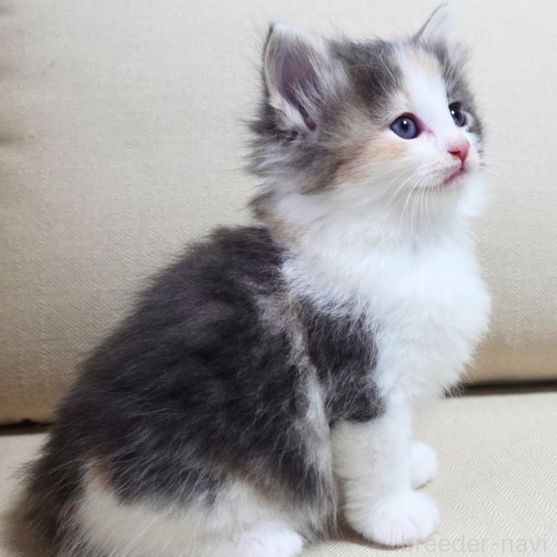 販売中の神奈川県のノルウェージャンフォレストキャット-131990の2枚目