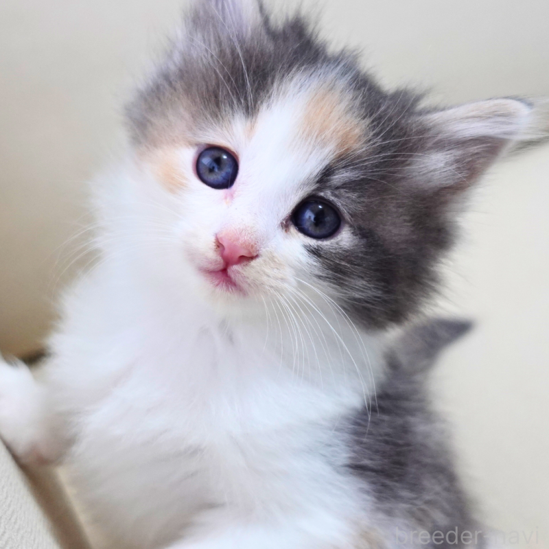 販売中の神奈川県のノルウェージャンフォレストキャット-131990の1枚目