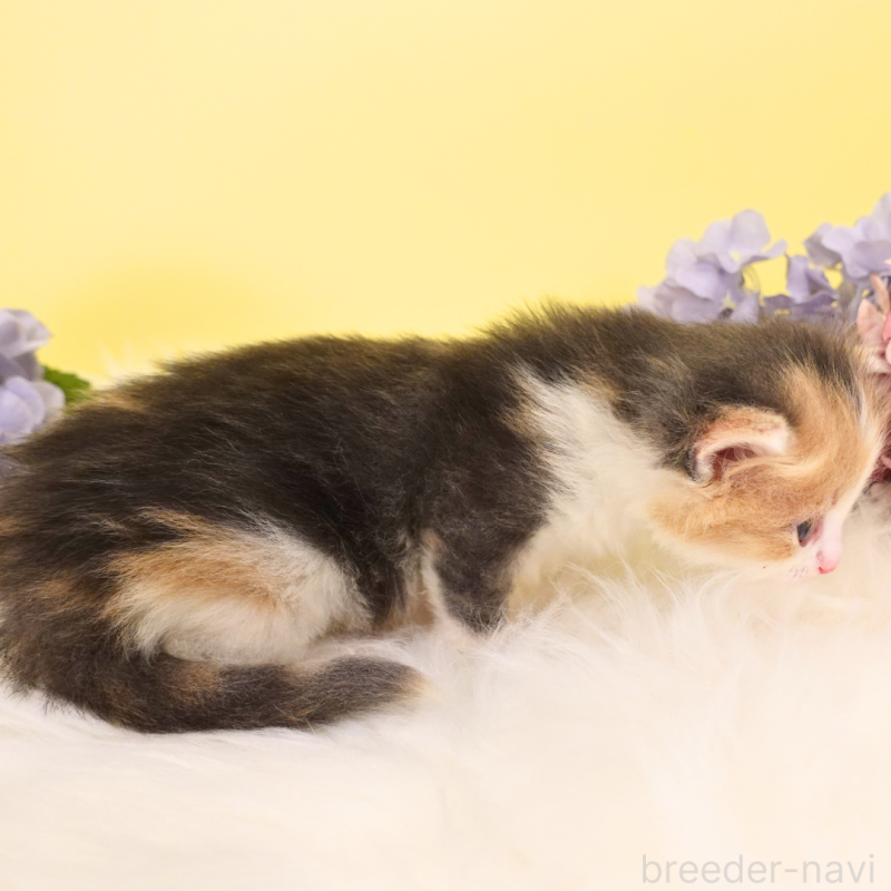 販売中の神奈川県のノルウェージャンフォレストキャット-131991の15枚目