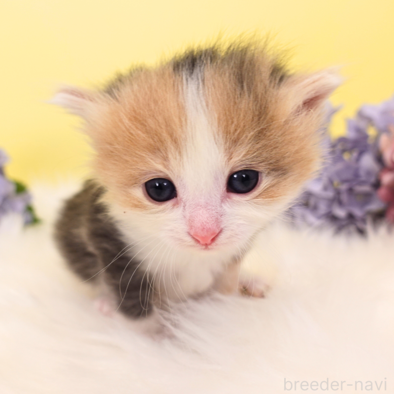 販売中の神奈川県のノルウェージャンフォレストキャット-131991の14枚目