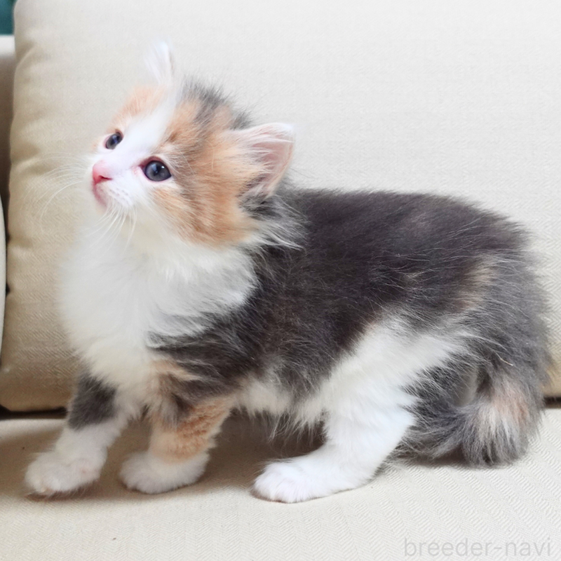 販売中の神奈川県のノルウェージャンフォレストキャット-131991の13枚目