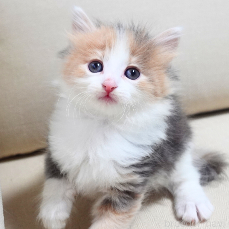 販売中の神奈川県のノルウェージャンフォレストキャット-131991の12枚目