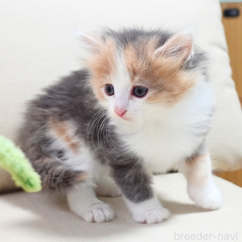 販売中の神奈川県のノルウェージャンフォレストキャット-131991の11枚目