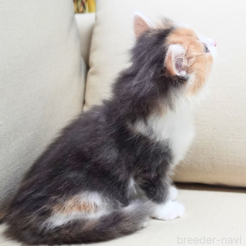 販売中の神奈川県のノルウェージャンフォレストキャット-131991の10枚目