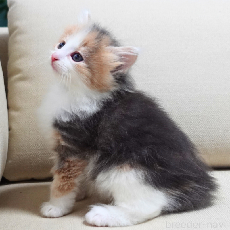 販売中の神奈川県のノルウェージャンフォレストキャット-131991の9枚目