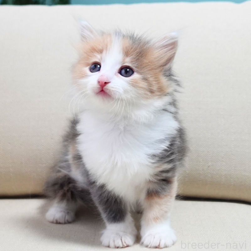 販売中の神奈川県のノルウェージャンフォレストキャット-131991の8枚目