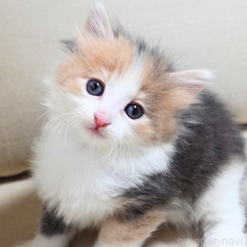 販売中の神奈川県のノルウェージャンフォレストキャット-131991の7枚目