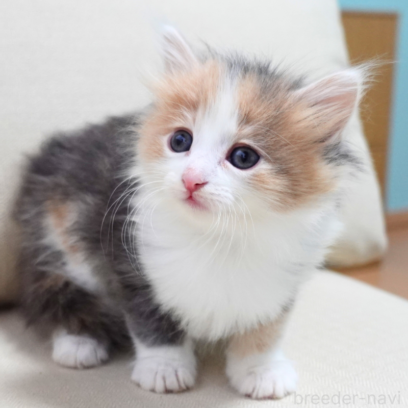 販売中の神奈川県のノルウェージャンフォレストキャット-131991の6枚目