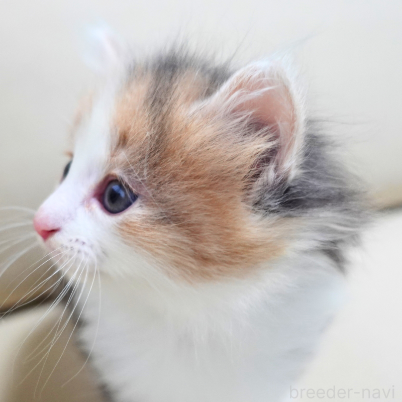 販売中の神奈川県のノルウェージャンフォレストキャット-131991の5枚目