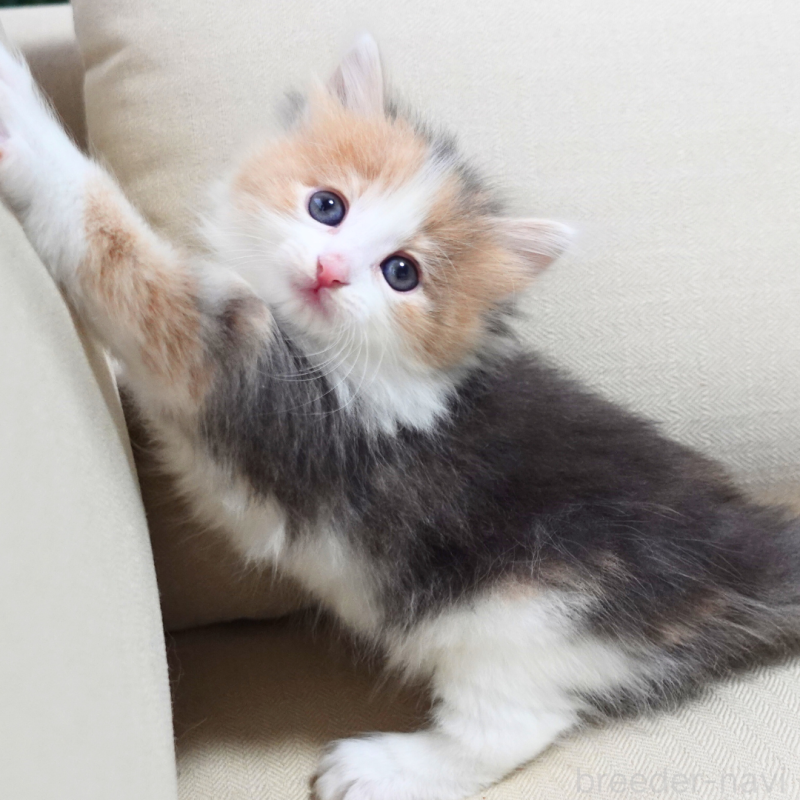 販売中の神奈川県のノルウェージャンフォレストキャット-131991の4枚目