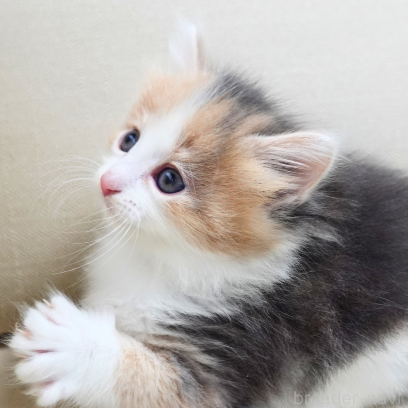 販売中の神奈川県のノルウェージャンフォレストキャット-131991の3枚目