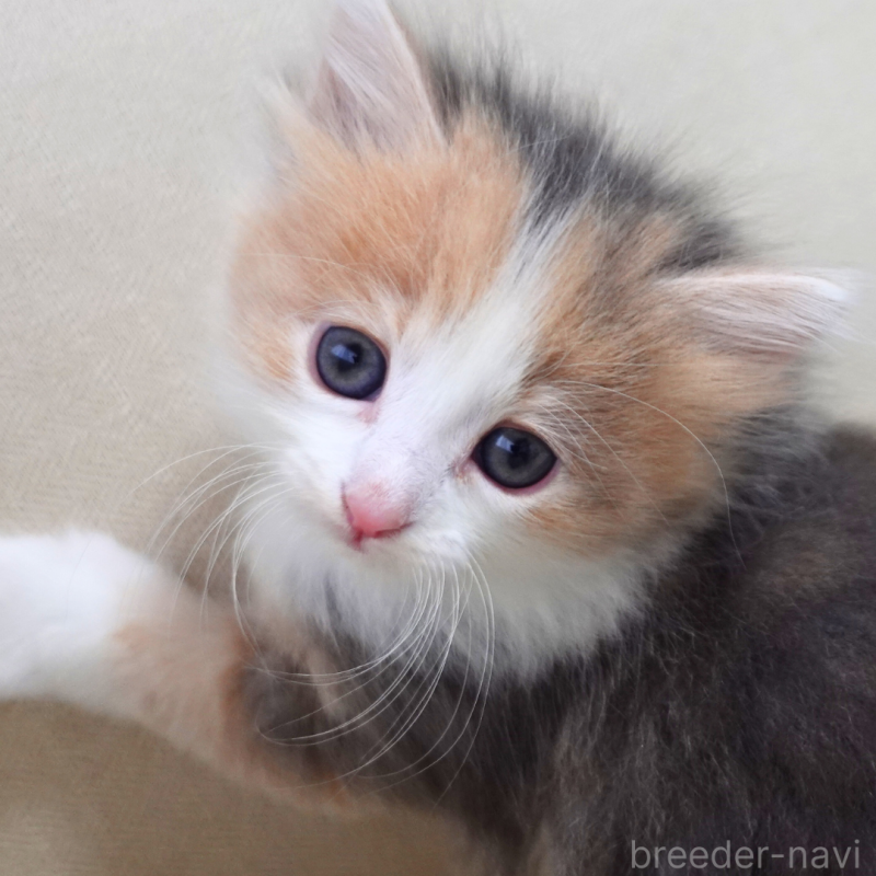 販売中の神奈川県のノルウェージャンフォレストキャット-131991の2枚目