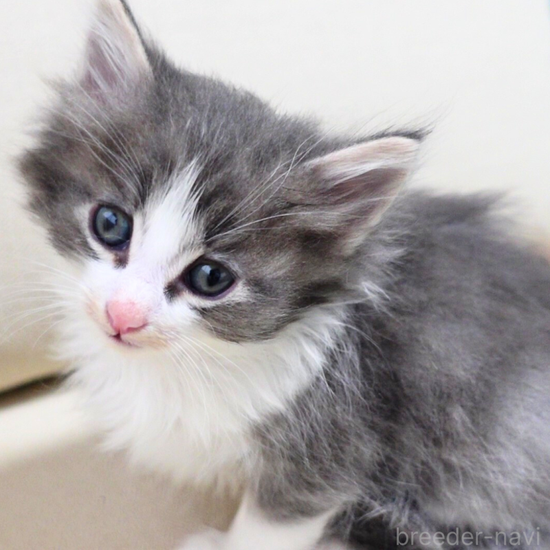 販売中の神奈川県のノルウェージャンフォレストキャット-131992の15枚目